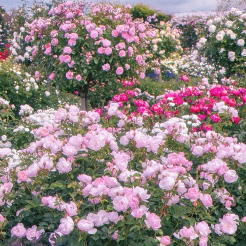 Header of earth-and-roses