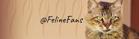 Header of felinefans