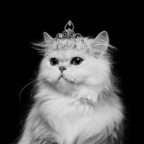 kitty-queen profile picture
