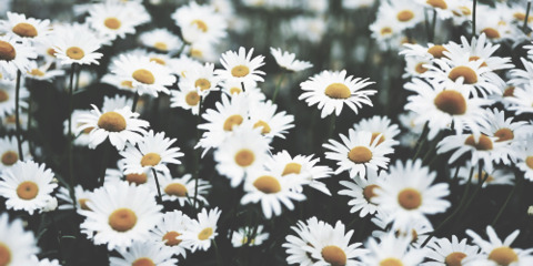 Header of mira_flowers