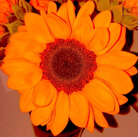 Header of red-sunflower