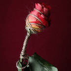 roseisrose profile picture