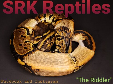 Header of srk_reptiles