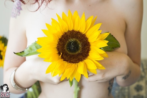 Header of sunflower.xx